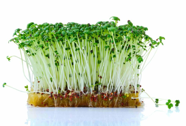 Микрозелень горчицы XXL фото 2